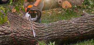 Best Storm Damage Tree Cleanup  in Trabuco Nyon, CA